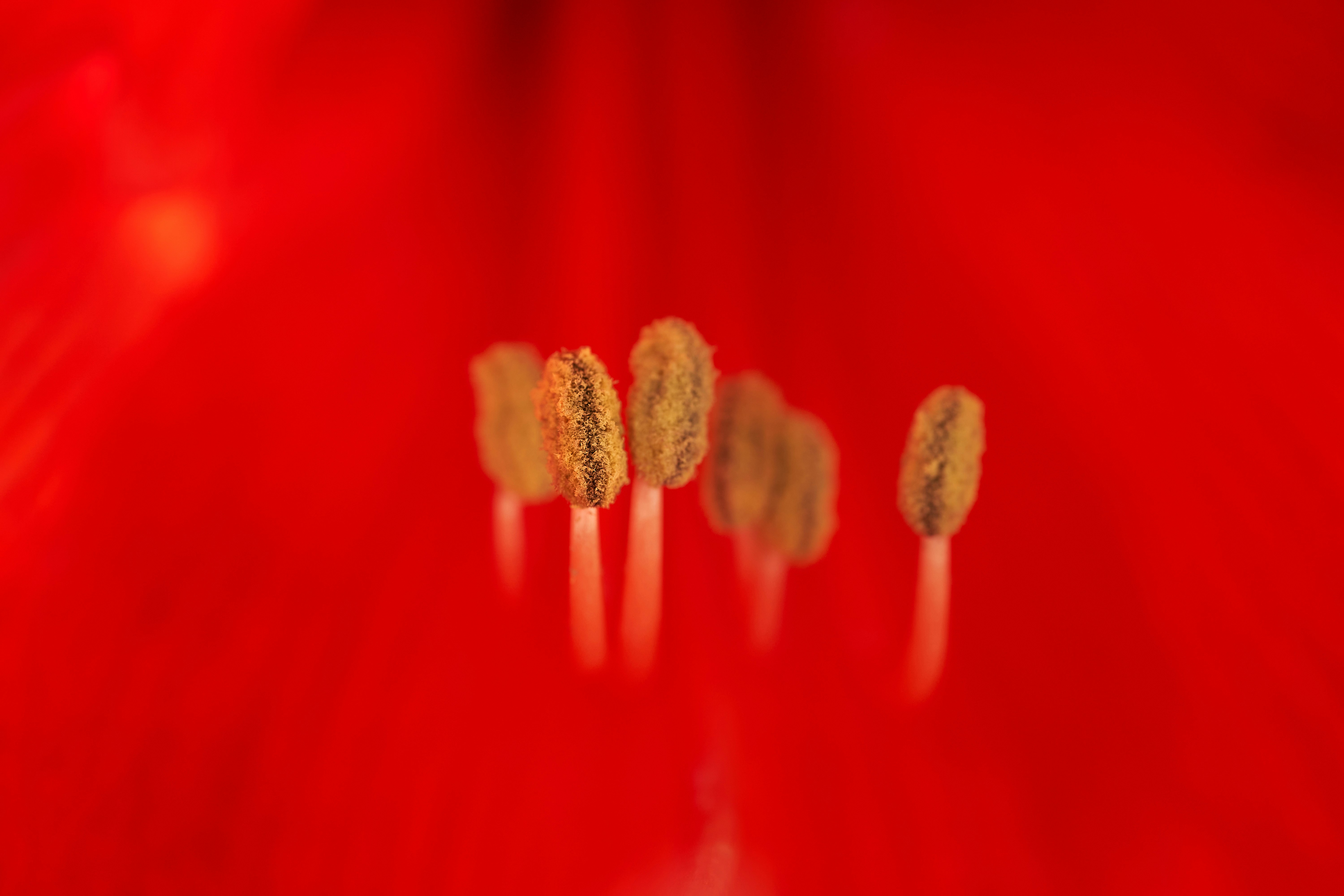 red and gold glittered textile